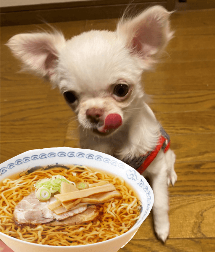 人も犬も食べられる美味しい犬用ラーメン「ワンコそば」